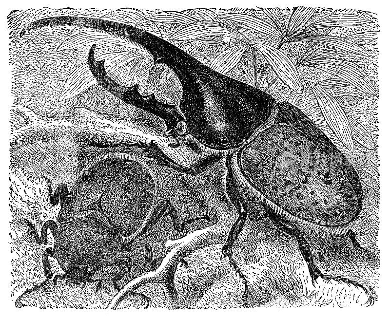 雄性和雌性赫拉克勒斯甲虫昆虫(代赫拉克勒斯)- 19世纪
